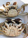 female_crab